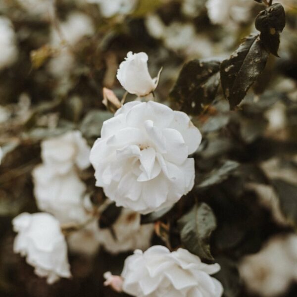 bloom-twelve